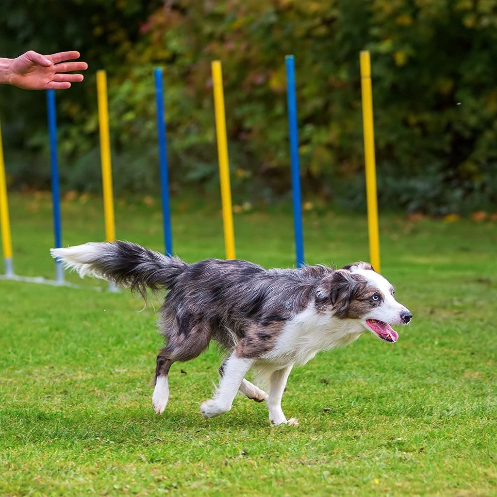 Floofi Dog Agility Training Set